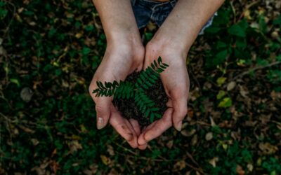 Nachhaltigkeit im Haushalt: Ziele und praktische Tipps